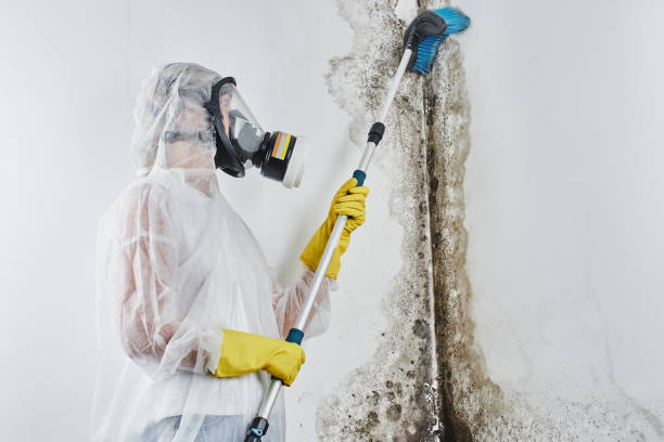 Best Insurance-Related Mold Remediation in Muskogee, OK