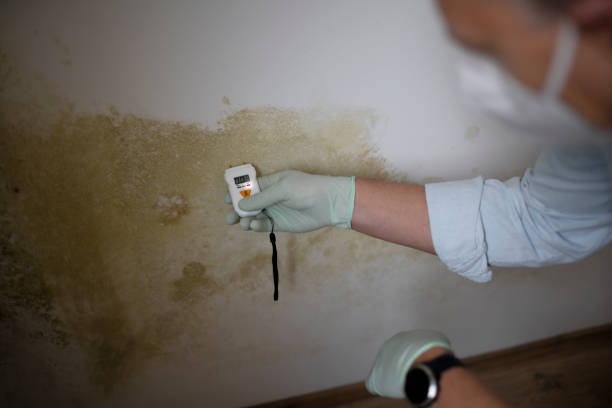 Best Black Mold Remediation in Muskogee, OK