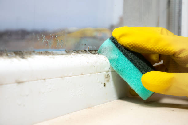 Trusted Muskogee, OK Mold Remediation Experts