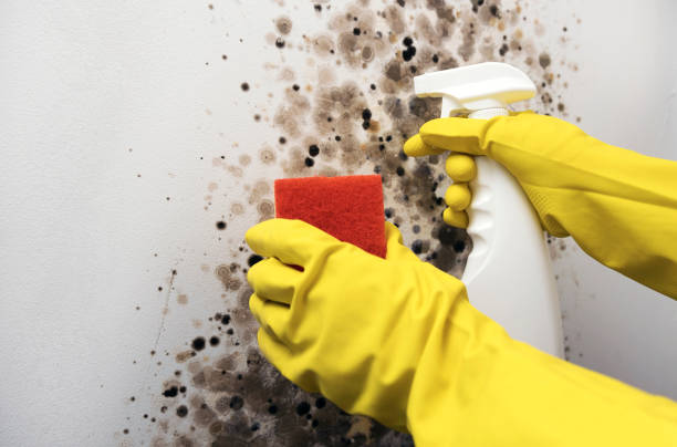 Best Residential Mold Remediation in Muskogee, OK