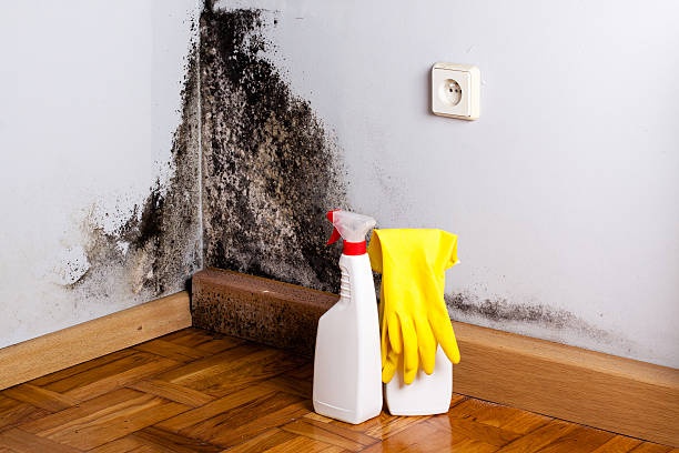 Best HVAC Mold Remediation in Muskogee, OK