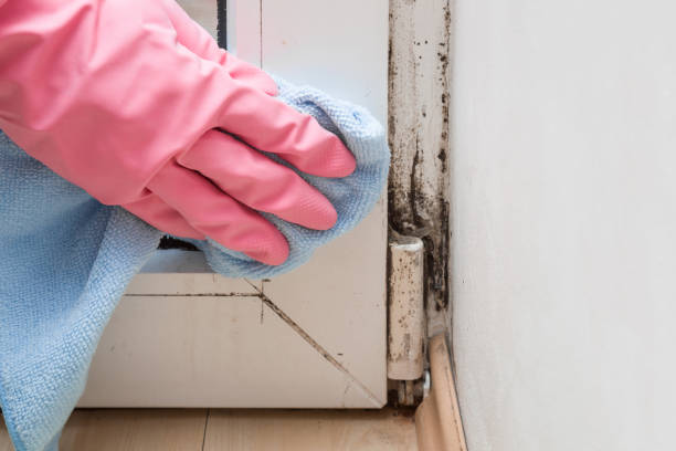 Best Bathroom Mold Remediation in Muskogee, OK